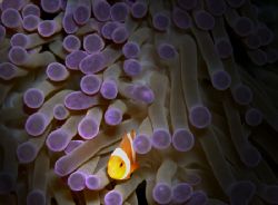 Clownfish, Perhentian Island, Malaysia. by Mohd Murtaza 